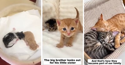 Two abandoned newborn kittens are found beside a plastic bag on the street, but a rescuer refuses to leave them behind and helps the tiny pair grow strong together