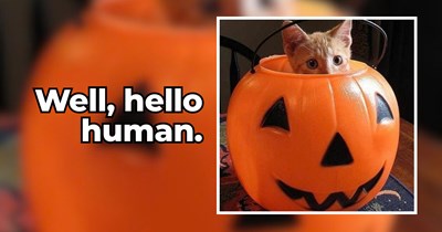 20 Pumpkin-spiced Orange Cats to Complement Your Purrfect Fall Aesthetic