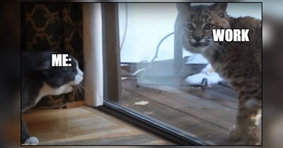 Purrcrastinating Cat Memes Pawsing Productivity Until Further Notice