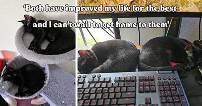 Two purrfectly different cats unexpectedly join the family and turn one hooman’s life upside down in the best way