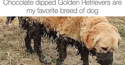 27 Pawsitive Pupper Posts to Perk You Up After a Not so Wholesome Week of Worry Filled Work