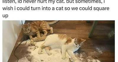 27 Hilarious Cat Memes that Purrfectly Capture the Chaos of Caring for a Cat Child