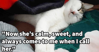 Beautiful albeit bitey cat-pawrent relationship is born after pawrent scares off dog gang who were toying with the feline like chew toy: ‘One day I woke up to find her inside the house. That’s when she decided to stay.’
