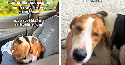 Woman spots an abandoned dog on the side of the road during a raging storm and takes her in, slowly earning back her broken trust
