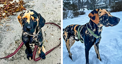 Rare Labrador Retriever Puppy Looks Like a Peanut Butter-Brownie Milkshake
