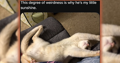 25 of the Cutest and Funniest 'Cats of Threads' Posts of the Week