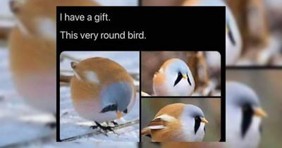 The Best Heartwarmingly Wholesome Memes and Posts of the Week (September 17, 2026)