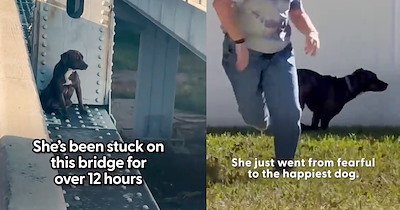 Dog stuck on bridge ledge for 12 hours saved by brave rescuers who carefully carried the fear stricken doggo from her hiding spot and helped her get her wiggle back: ‘She got adopted by a really cute family.’  