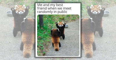 ‘Weekend Mode: Activated’: 21 Happy and Wholesome Animals Laughs for a Feel-Good Friday