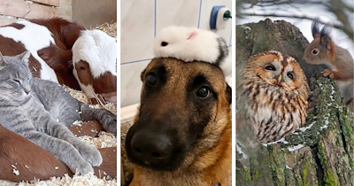 25 Unexpected Animal Friends to Restore Your Faith in the Power of Friendship 