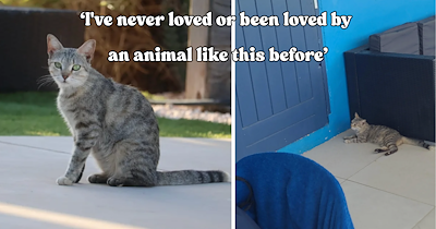 Newlyweds spend their honeymoon falling even more in love when a local feral cat steals both of their hearts