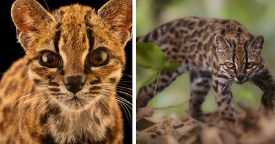 New Wild Cat Species Discovered for the First Time in 100 Years in Bolivia's Yungas Forest: 'It's actually smaller than a domestic house cat'