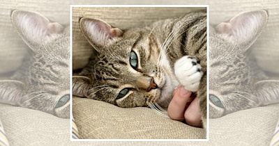 22 Wholesome Cats for a Softer Day on the Internet (September 18, 2026)