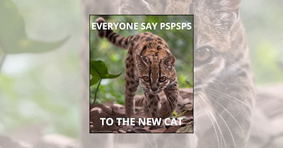 'Everybody Say Pspsps to Tilcayo': 21 Cat Memes Welcoming the New Cat Species to the Feline Family