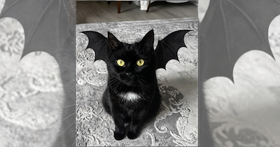 Cutie Cats in Costumes Inspiring Ideas for the Upcoming Spooky Season 