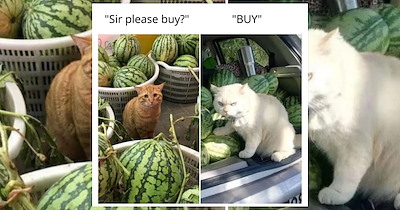 A Pack of Funny Animal Memes to Spread Some Wild Laughter for a Wholesome Weekend 