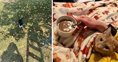 Fall-Loving Felines Embracing Cozy Season With Pumpkin Patches, Blanket Forts And Autumn Adventures