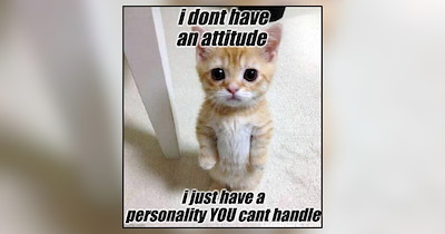 Feisty Cat Memes Featuring Felines Flaunting Their Finest Cattitude