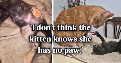 'My mom says she's ugly': Brothers rescue an injured kitten while their parents are on vacation, and end up in such a fight with them over it that one brother makes her adoption legally irreversible