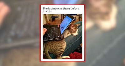 31 Very Cat Memes for Meow Aficionados Adoring Their Cats