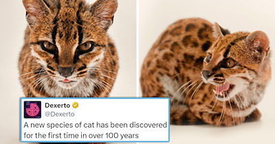 Your Weekly Feed of Cozy Feline Tweets to Curl Up With This Fall (September 14, 2026)