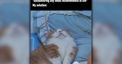 23 Cute Cat Memes to Fall Into the Sweet Spooky Season With