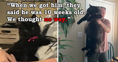 'He was way too big as a kitten': Couple adopts a "normal" kitten only to find out it's a rare and unique Norvegian forest cat