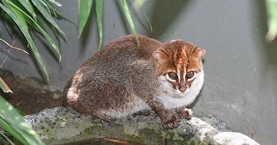 Remarkable Flat-Headed Feline Looks Like a Your Neighborhood Chipmunk 