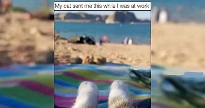A Sunny Day of Purrfect Cats For Picnics, Parks, and Pawsitivity 