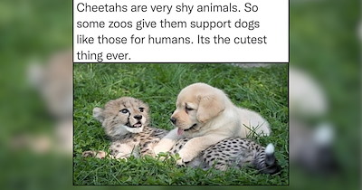 20 Wholesome Pets to Warm Your Soul on a Quiet Day