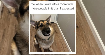 'Good boys get good memes': 21 Dog Memes to Fill Your Morning Cup with Puppy Pawsitivity (September 24, 2026)