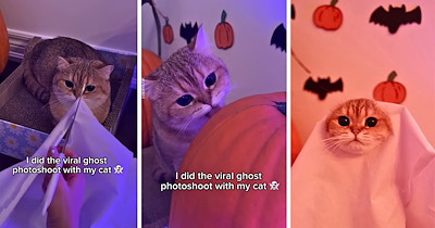 Orange cat joins the viral ghost photo session trend and looks too cute to haunt anyone this Halloween