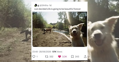 'Just Decided Life Is Going to be Beautiful Forever': 17 Hopecore Memes to Kick Off The Workweek With an Optimistic Outlook