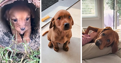 Tiny abandoned puppy is rescued after a stranger hears his cries, then grows into a playful dog with the love and care he needed all along