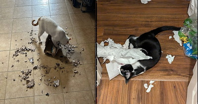 'The shredding machine purrs a lot': Troublesome cats shredding boxes, playing innocent, and having a blast