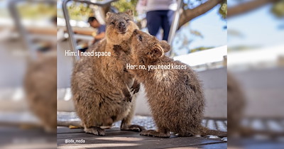 The best 20 quokka memes so you can identify with a cute little animal