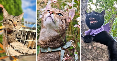 33 Brave Little Leash Cats Exploring the Great Outdoors One Paw-dventure at a Time