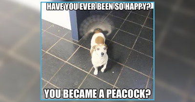 'Paws and smell the roses': 21 Uplifting Doggo Memes For Smiling Days