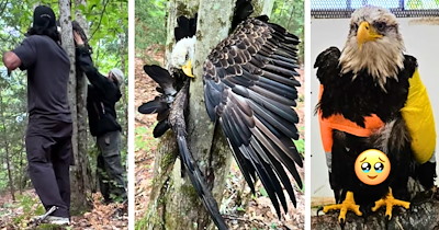 Mohawk Nation man spots a bald eagle stuck in a tree and doesn't hesitate to climb in and help while waiting for a wildlife rescue backup: 'We couldn't just leave him.'