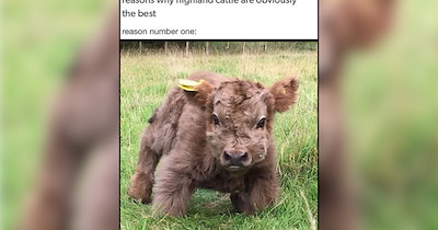 22 Baby Farm Animals Freshly Picked From the Fields of Cuteness