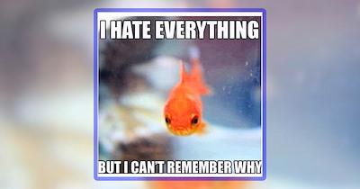 25 Refreshing Underwater Animal Memes to Make Waves Through Your Day