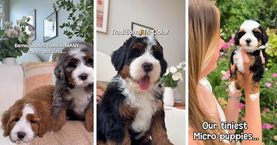 20 Magnificent Multicolored Bernedoodles Sweeter Than a Scoop of Neapolitan Ice Cream 
