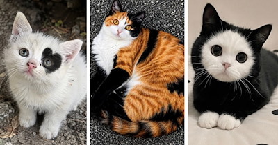 20 Fall Cats in Rare Coats Giving Sweater Weather a Whole New Look