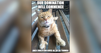 Scheming Feline Funnies Packed With Plots, Plans and Purrfect Mischief