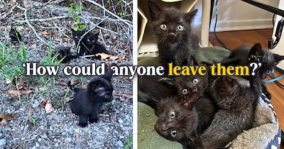 Person returning home stumbles onto five abandoned black kittens on the side of the road, catches four quickly, but the fifth takes a race against fading daylight: 'Can't break up the troops.'