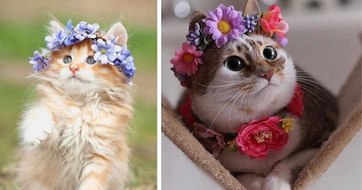 Fabulous Flower-Crowned Felines Taking Furry Royalty to Full Bloom