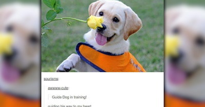 31 Splendid Dog Memes to Spice up Your Morning With a Silly Smile on Your Face