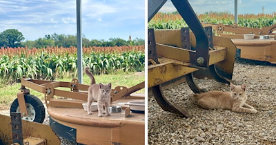 'My parents were blessed this week': Little orange kitten shows up at farm out of nowhere and becomes their most precious harvest yet