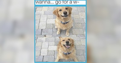 20 Good Morning Barks of Memes for Doggo Loving Owners Running on Kibble and Coffee (September 24, 2026)