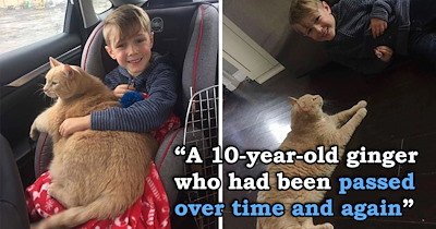 Mom tells her son to "pick any animal he wants", and he chooses the oldest, shyest, chonkiest orange cat in the shelter and names him Tiny 